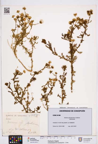 Senecio johnstonianus [Espécimen: ]