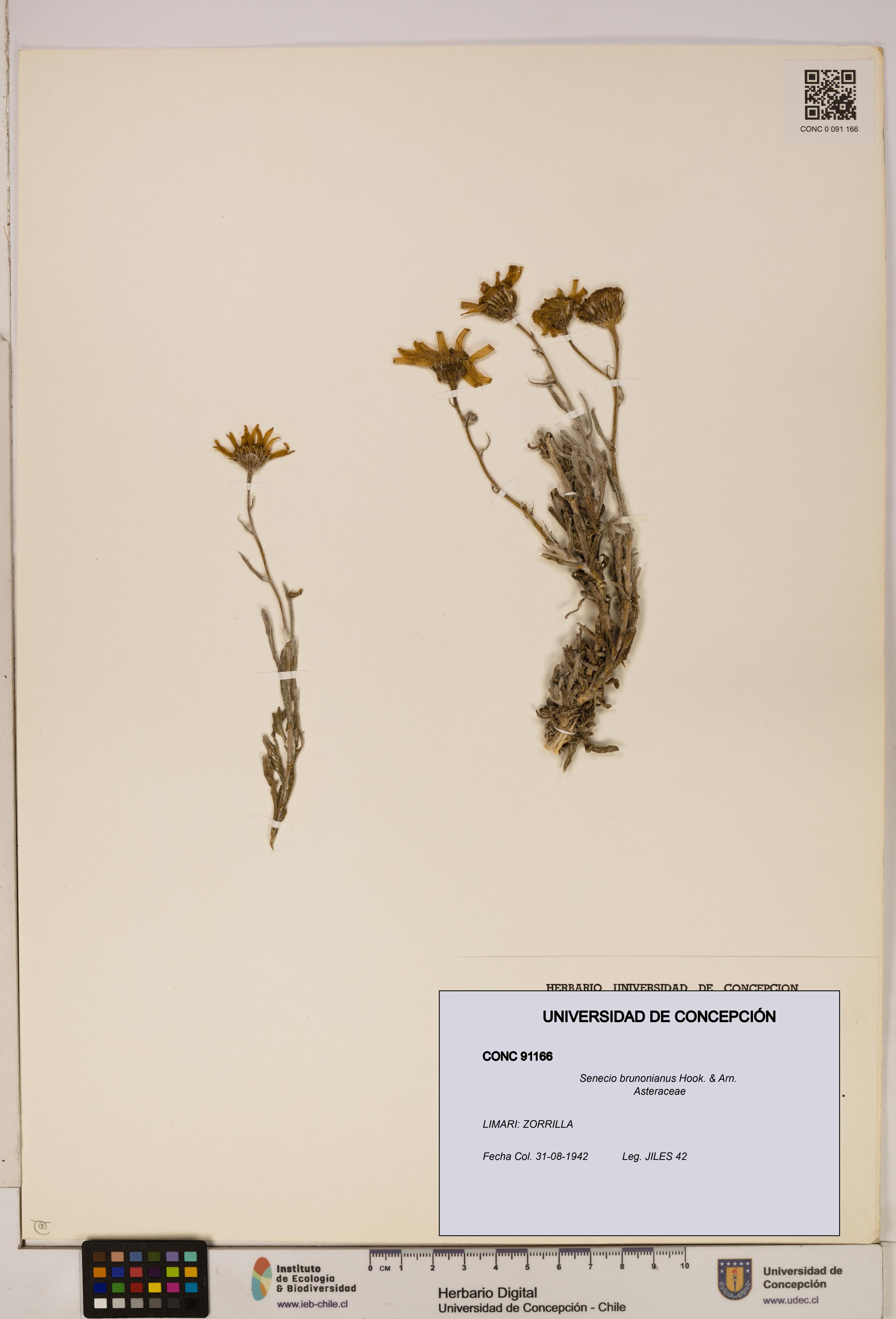 Senecio brunonianus [Espécimen: UDEC:CONC:0091166]