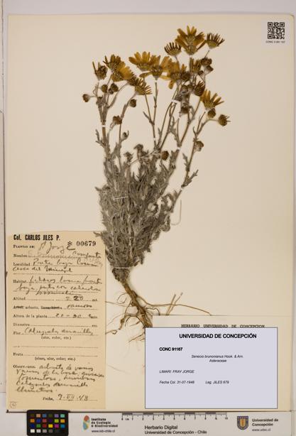 Senecio brunonianus [Espécimen: UDEC:CONC:0091167]