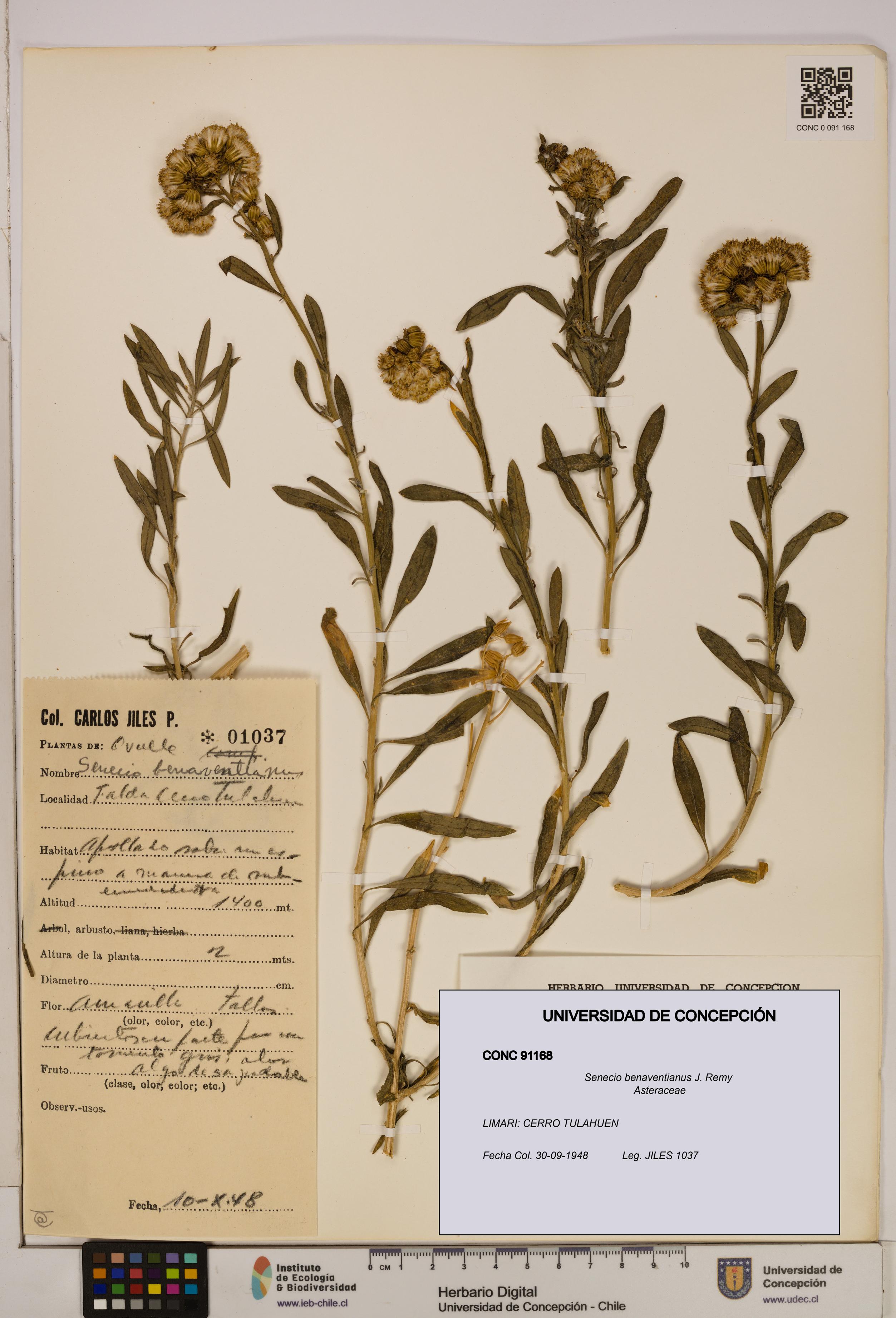 Senecio benaventianus [Espécimen: UDEC:CONC:0091168]