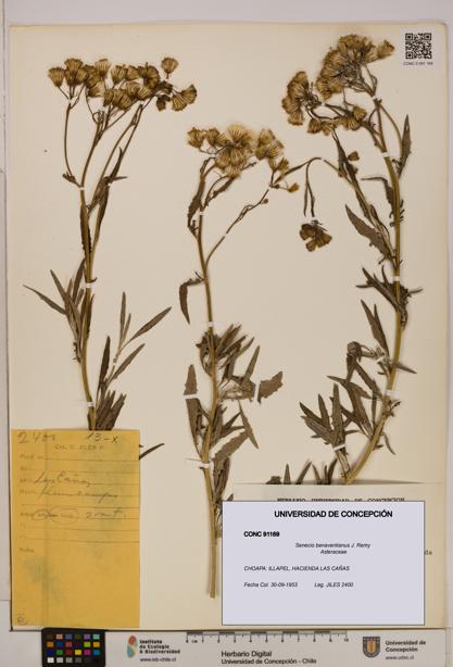 Senecio benaventianus [Espécimen: UDEC:CONC:0091169]