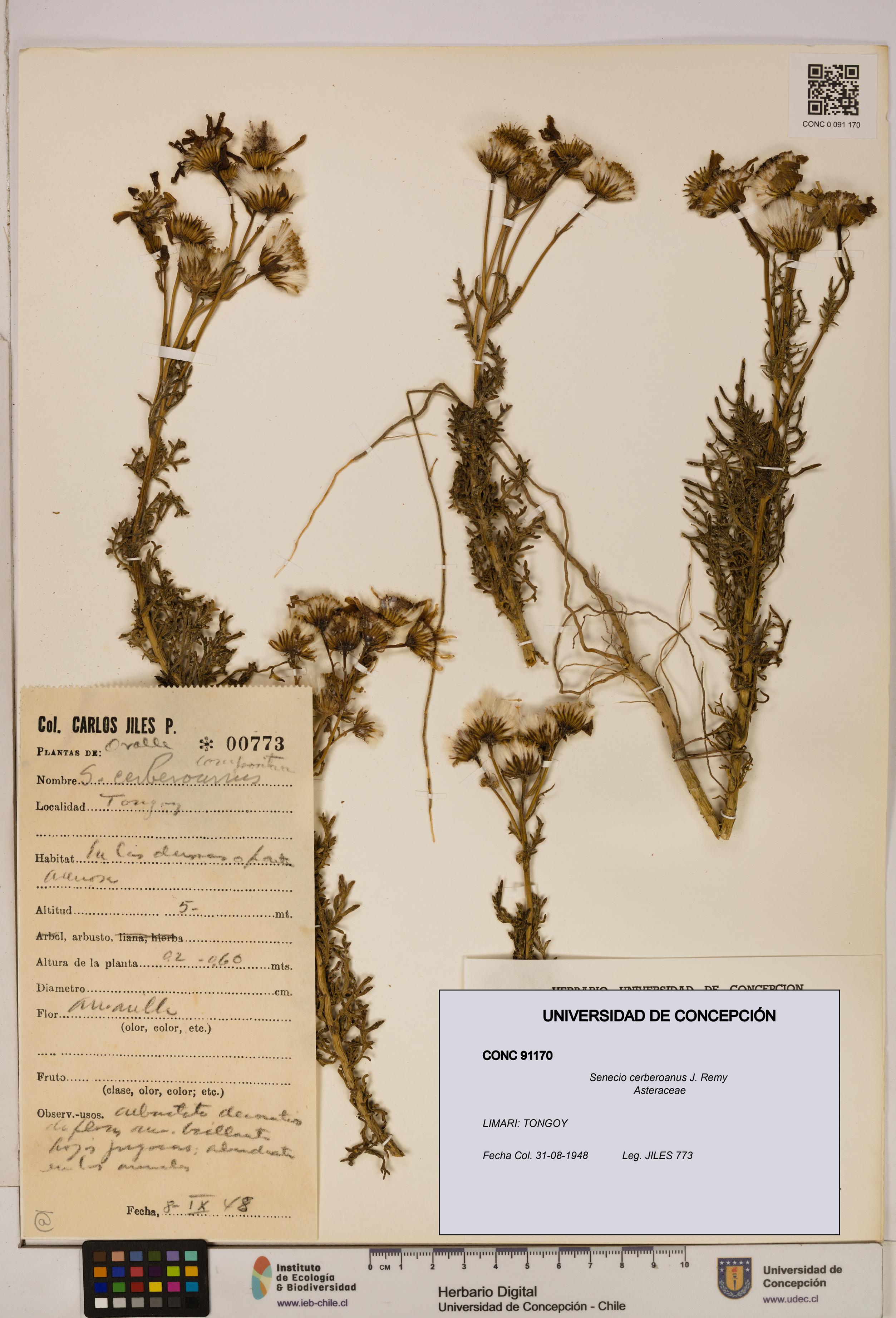 Senecio cerberoanus [Espécimen: UDEC:CONC:0091170]