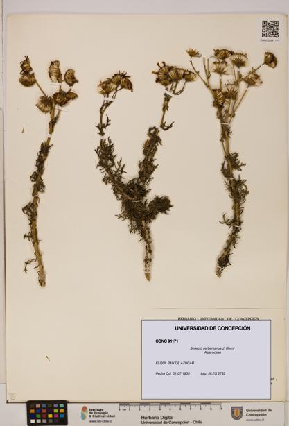 Senecio cerberoanus [Espécimen: UDEC:CONC:0091171]