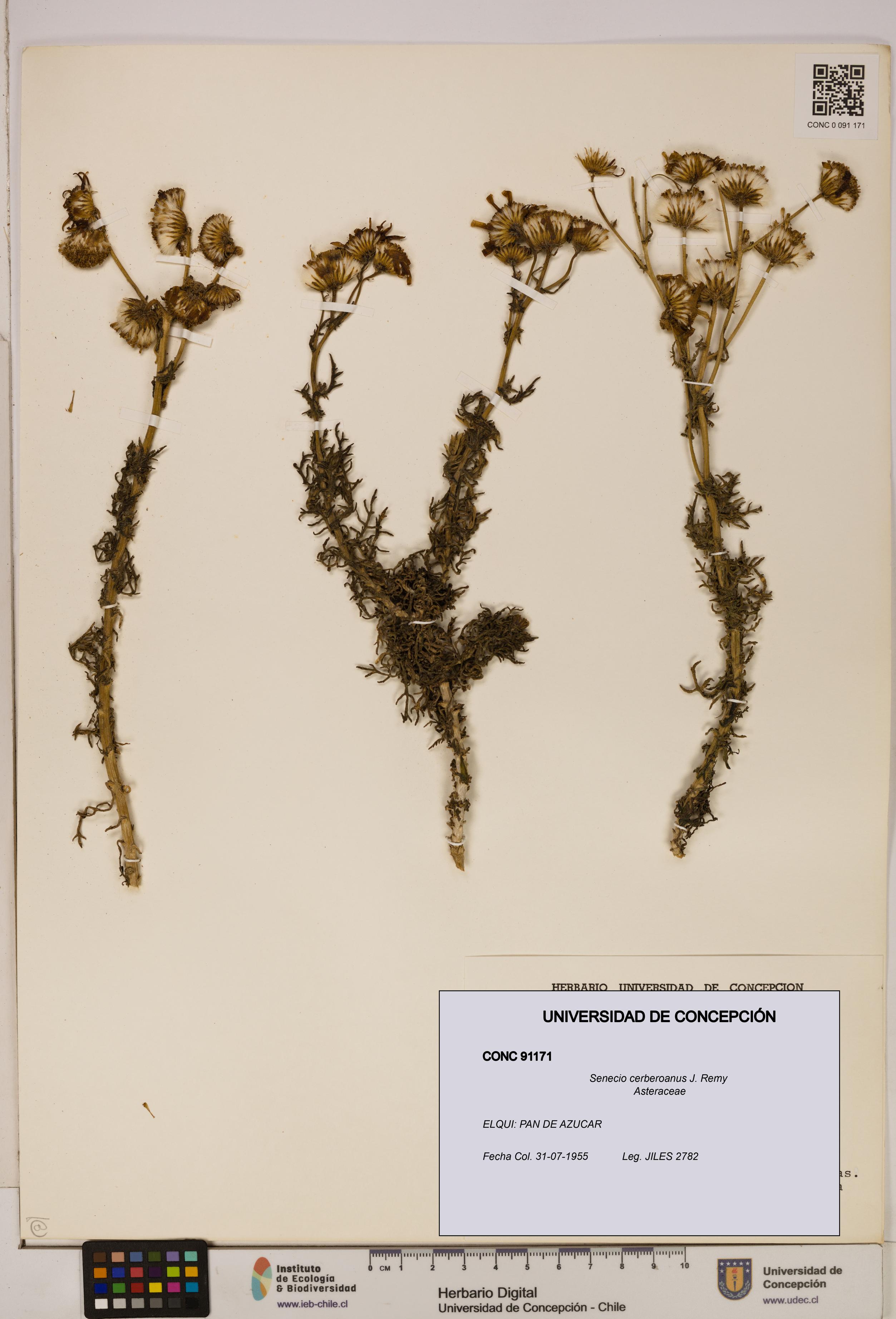Senecio cerberoanus [Espécimen: UDEC:CONC:0091171]