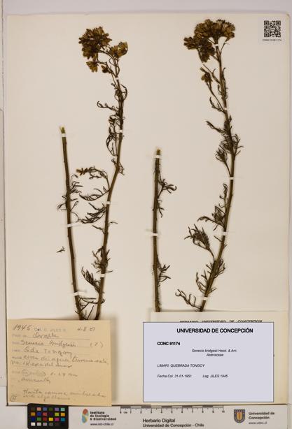Senecio bridgesii [Espécimen: UDEC:CONC:0091174]
