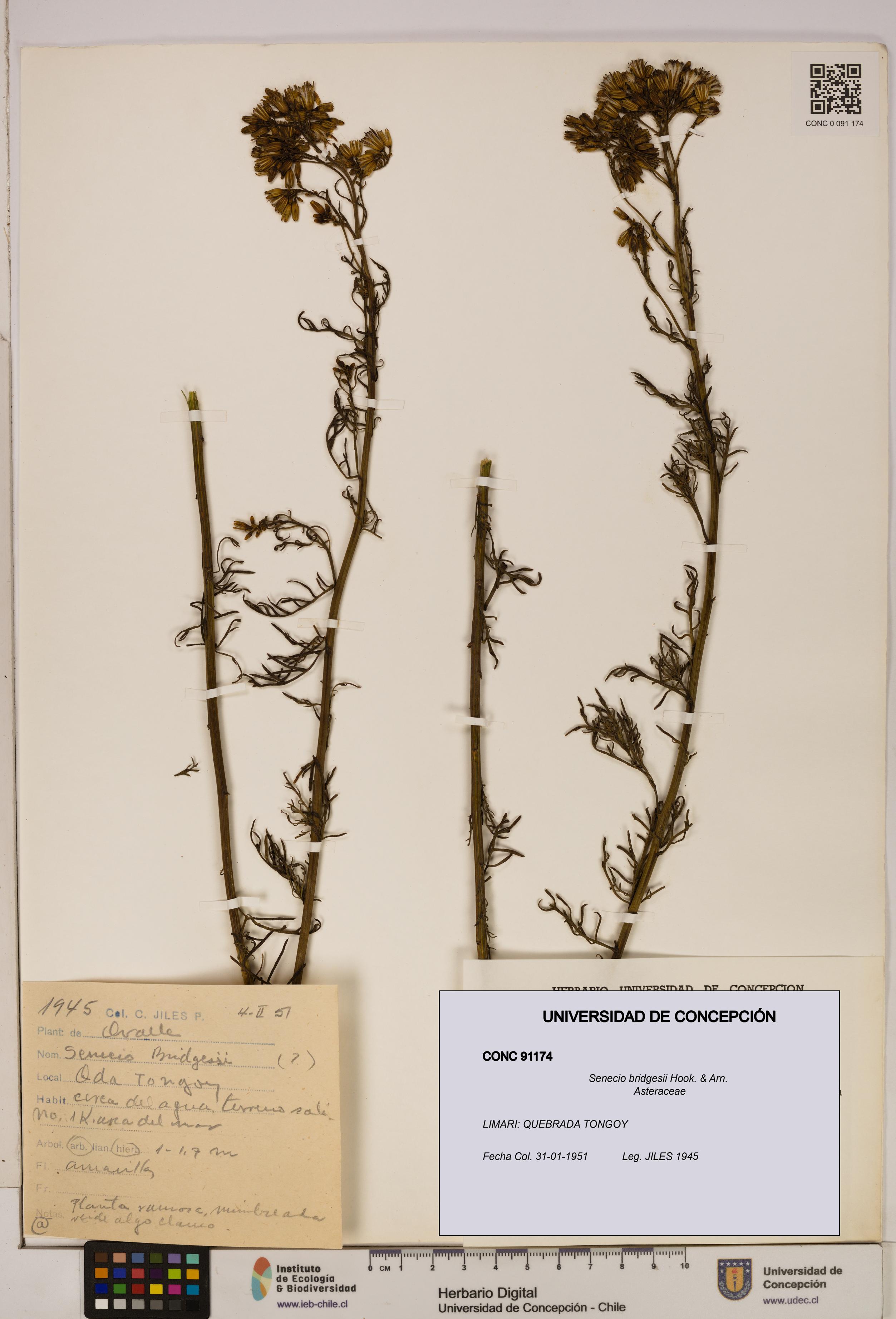 Senecio bridgesii [Espécimen: UDEC:CONC:0091174]