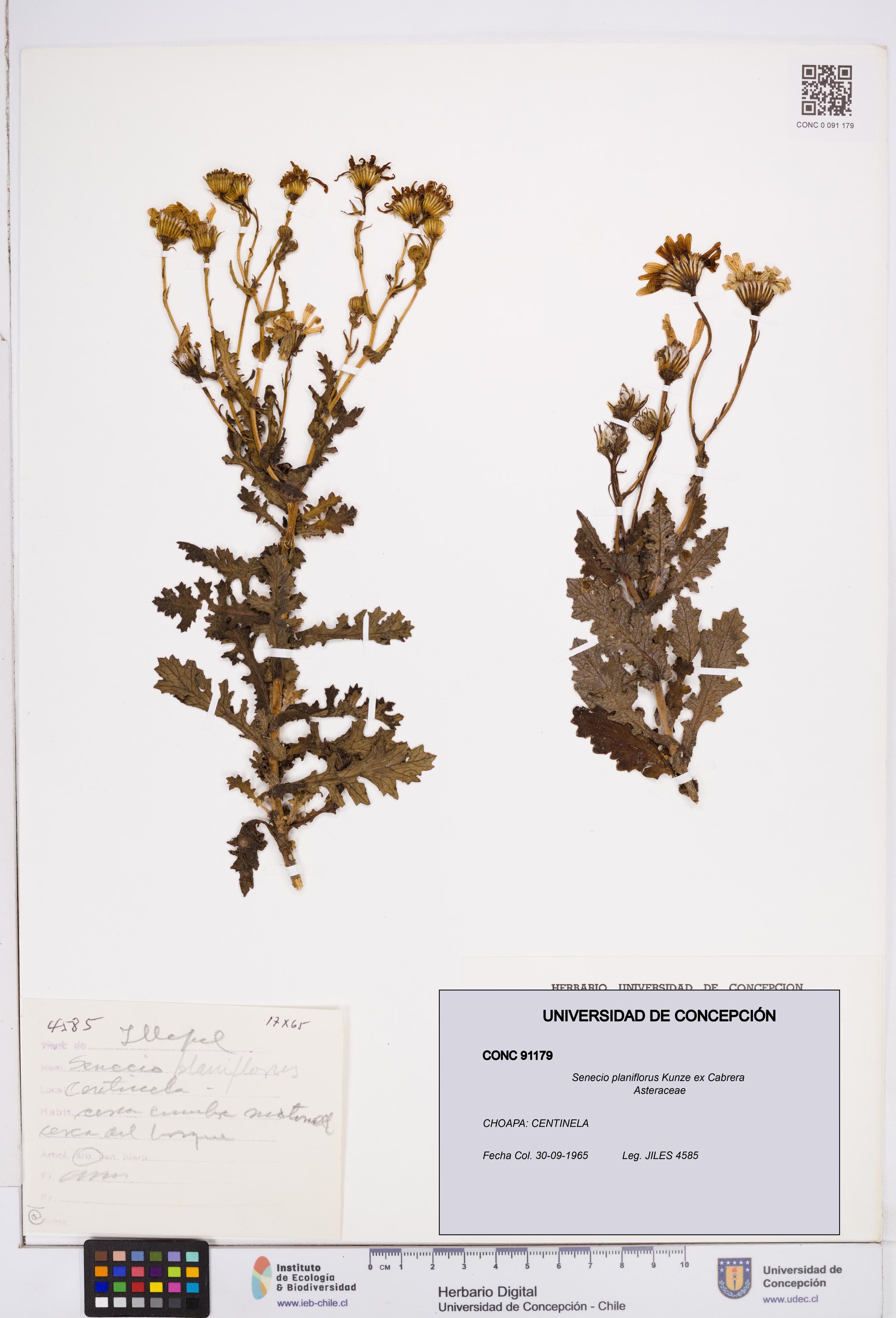 Senecio planiflorus [Espécimen: ]