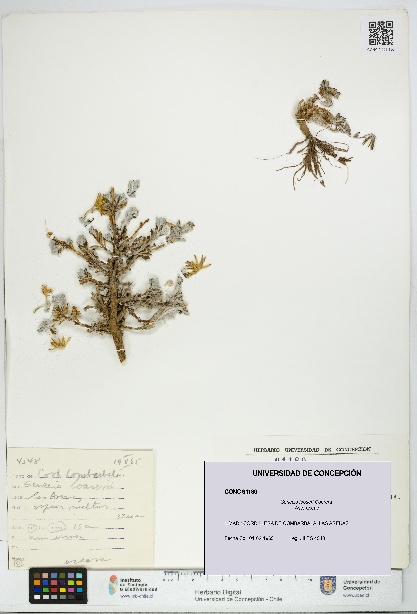 Senecio looseri [Espécimen: UDEC:CONC:0091180]