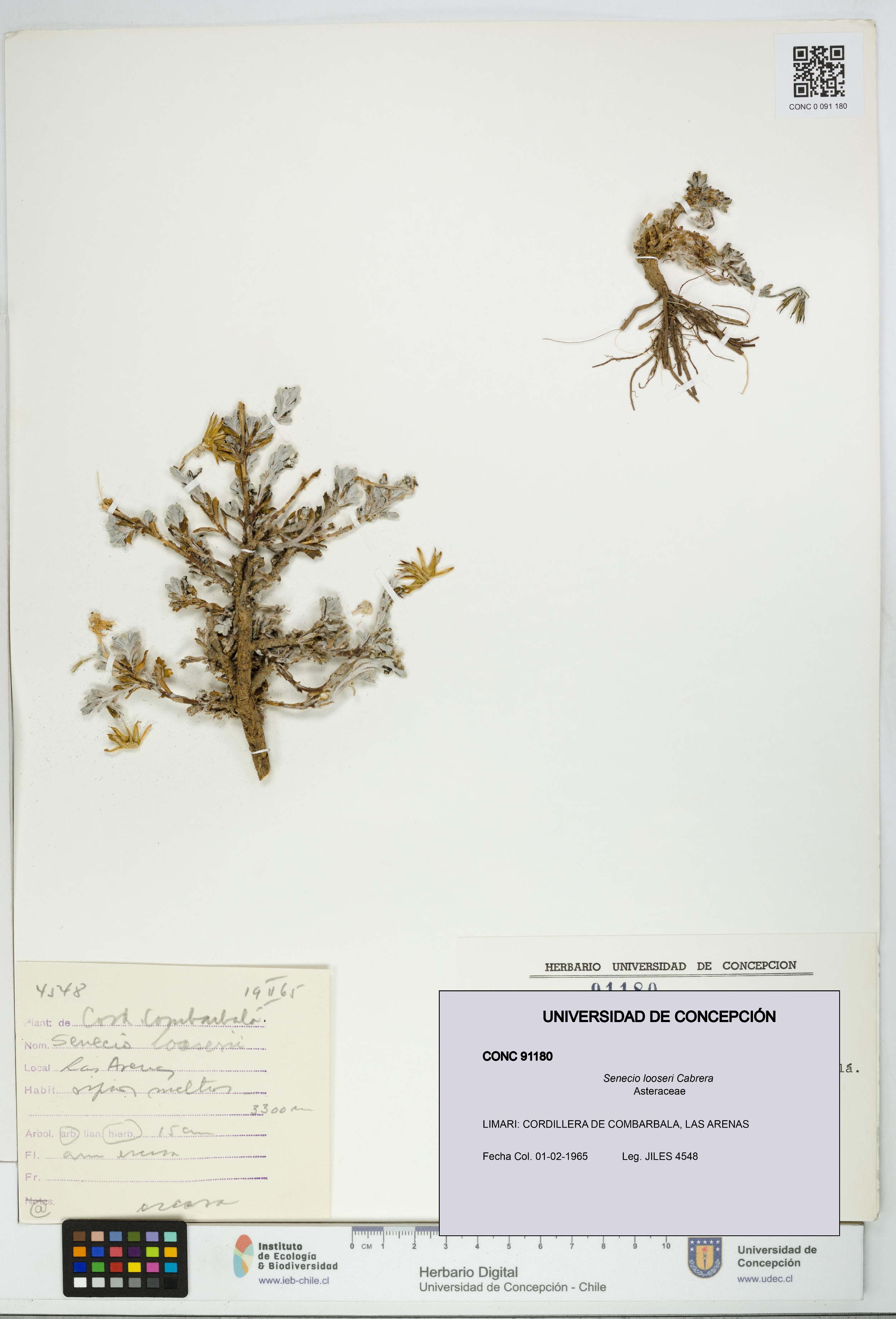 Senecio looseri [Espécimen: UDEC:CONC:0091180]