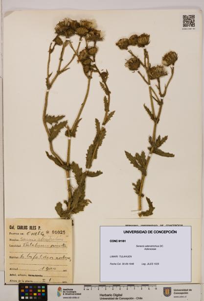 Senecio adenotrichius [Espécimen: UDEC:CONC:0091181]