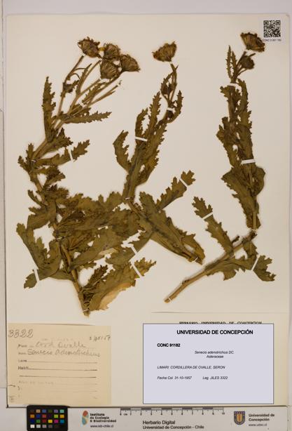 Senecio adenotrichius [Espécimen: UDEC:CONC:0091182]
