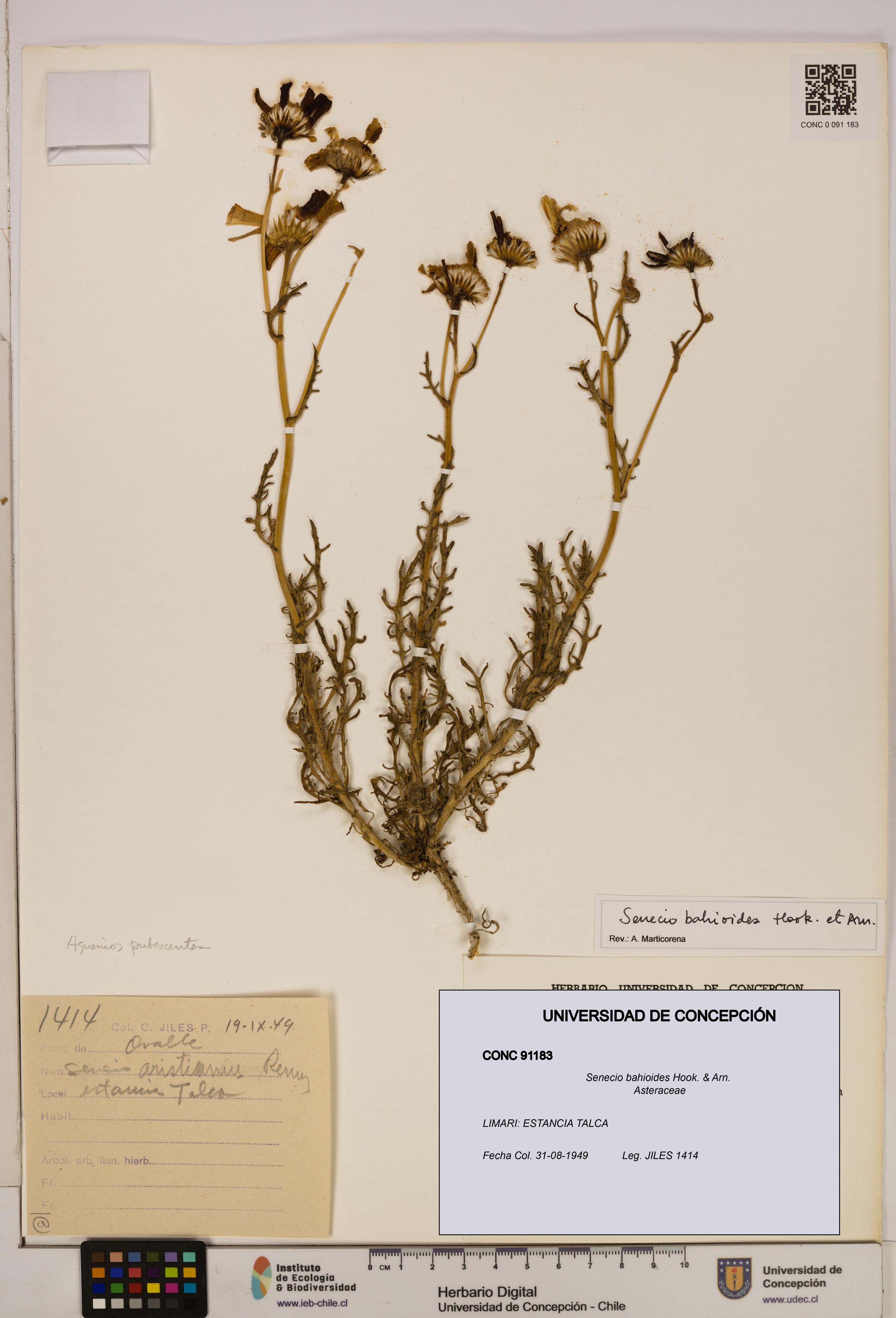 Senecio bahioides [Espécimen: UDEC:CONC:0091183]