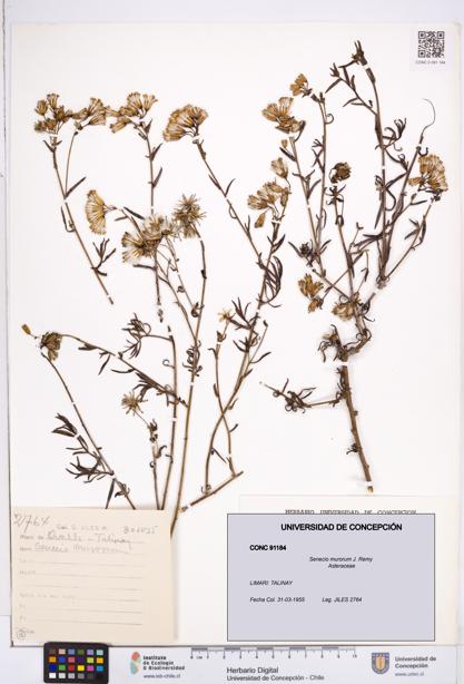Senecio murorum [Espécimen: ]