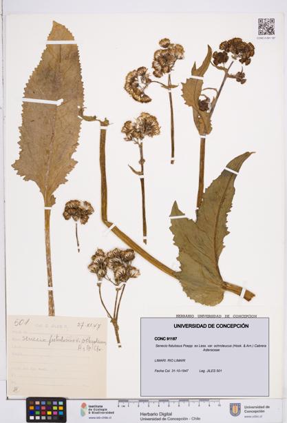 Senecio fistulosus [Espécimen: ]