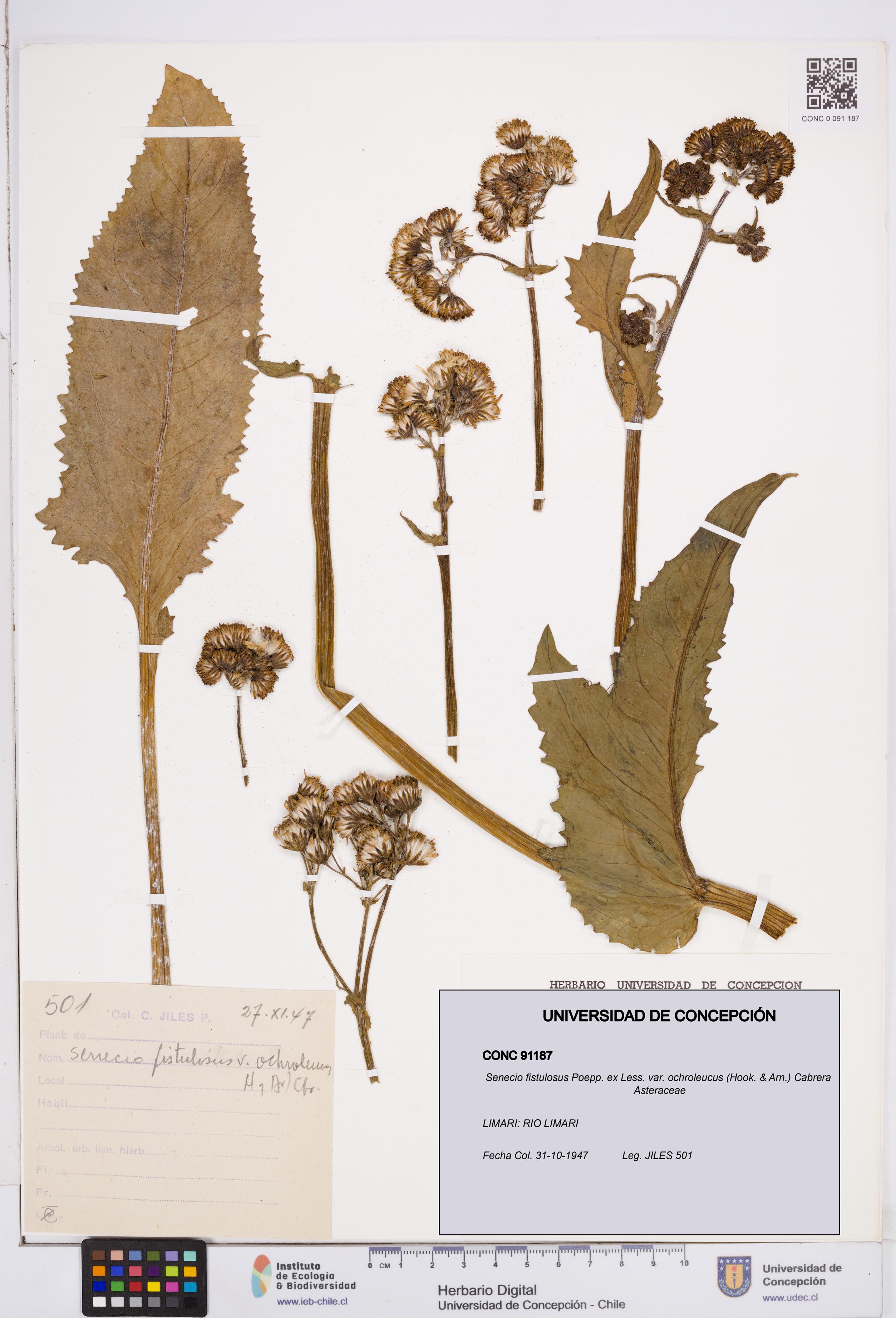 Senecio fistulosus [Espécimen: ]