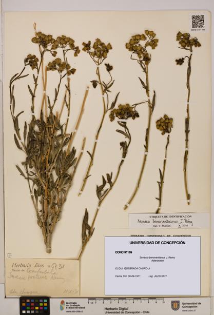 Senecio benaventianus [Espécimen: UDEC:CONC:0091189]