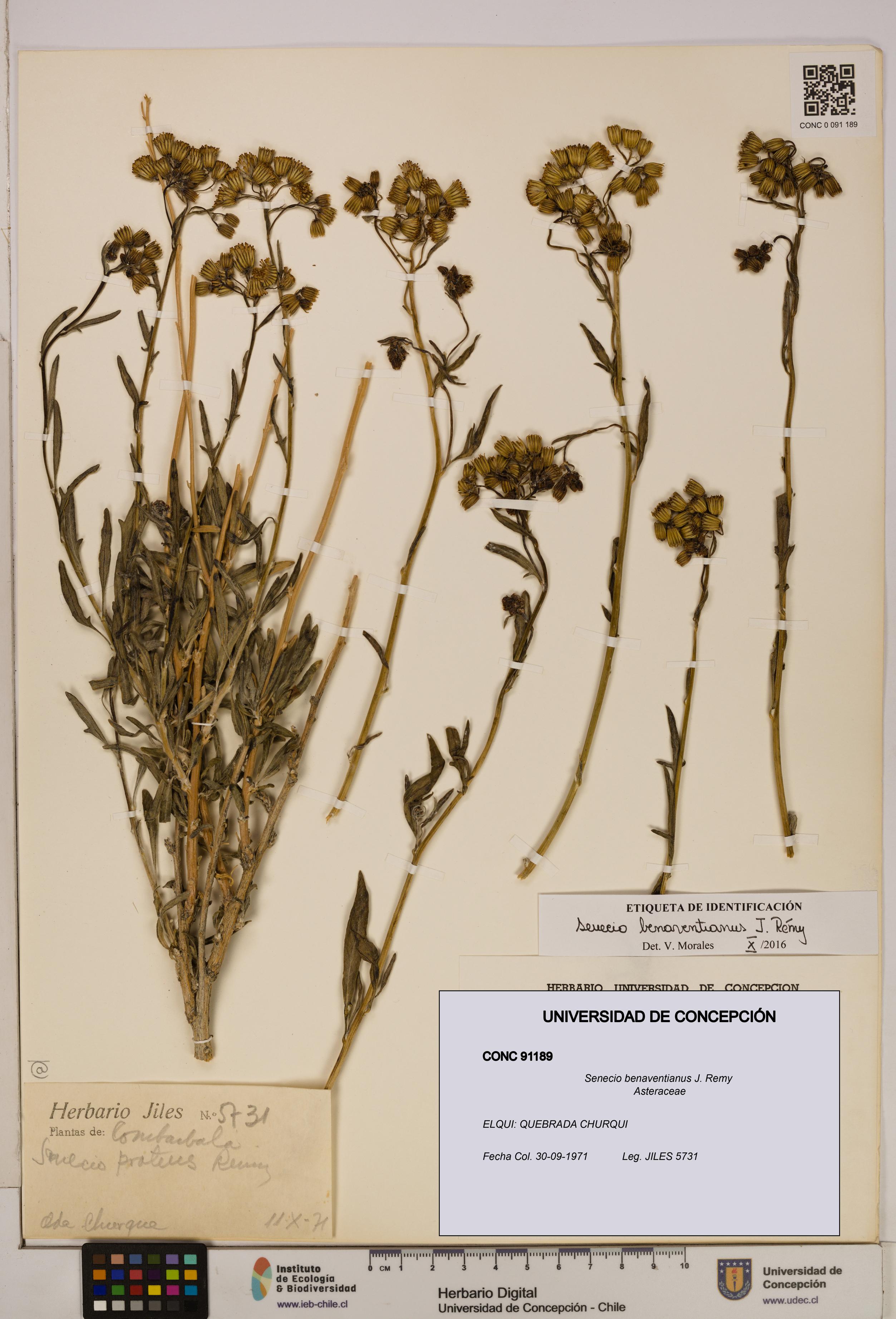 Senecio benaventianus [Espécimen: UDEC:CONC:0091189]