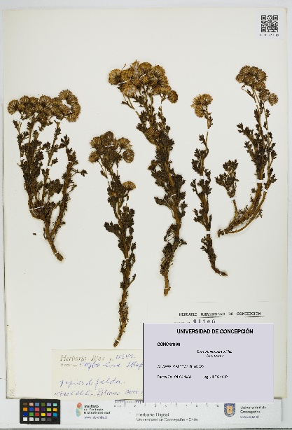 Senecio illapelinus [Espécimen: UDEC:CONC:0091190]