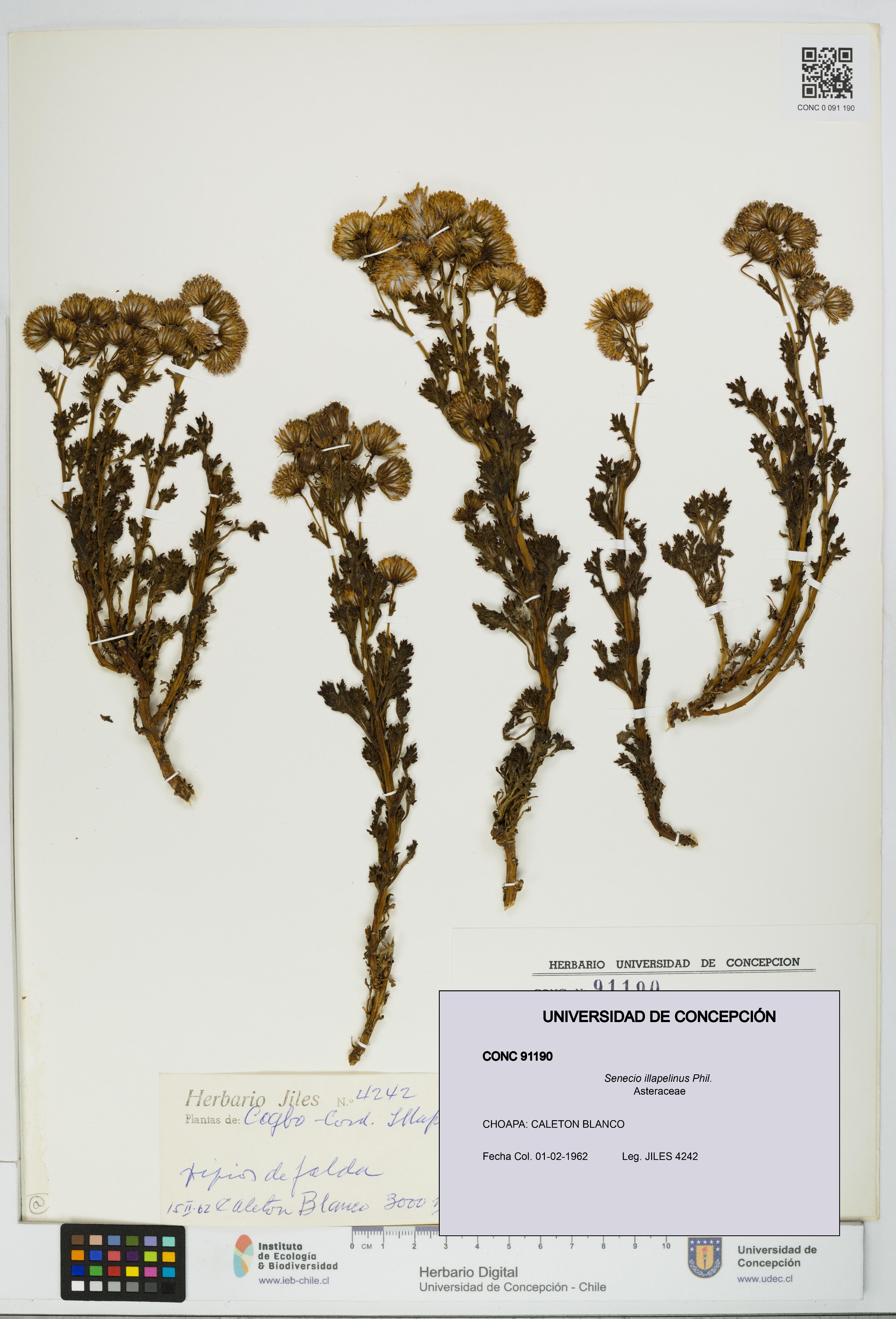 Senecio illapelinus [Espécimen: UDEC:CONC:0091190]