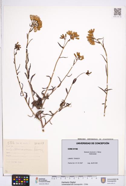 Senecio murorum [Espécimen: ]