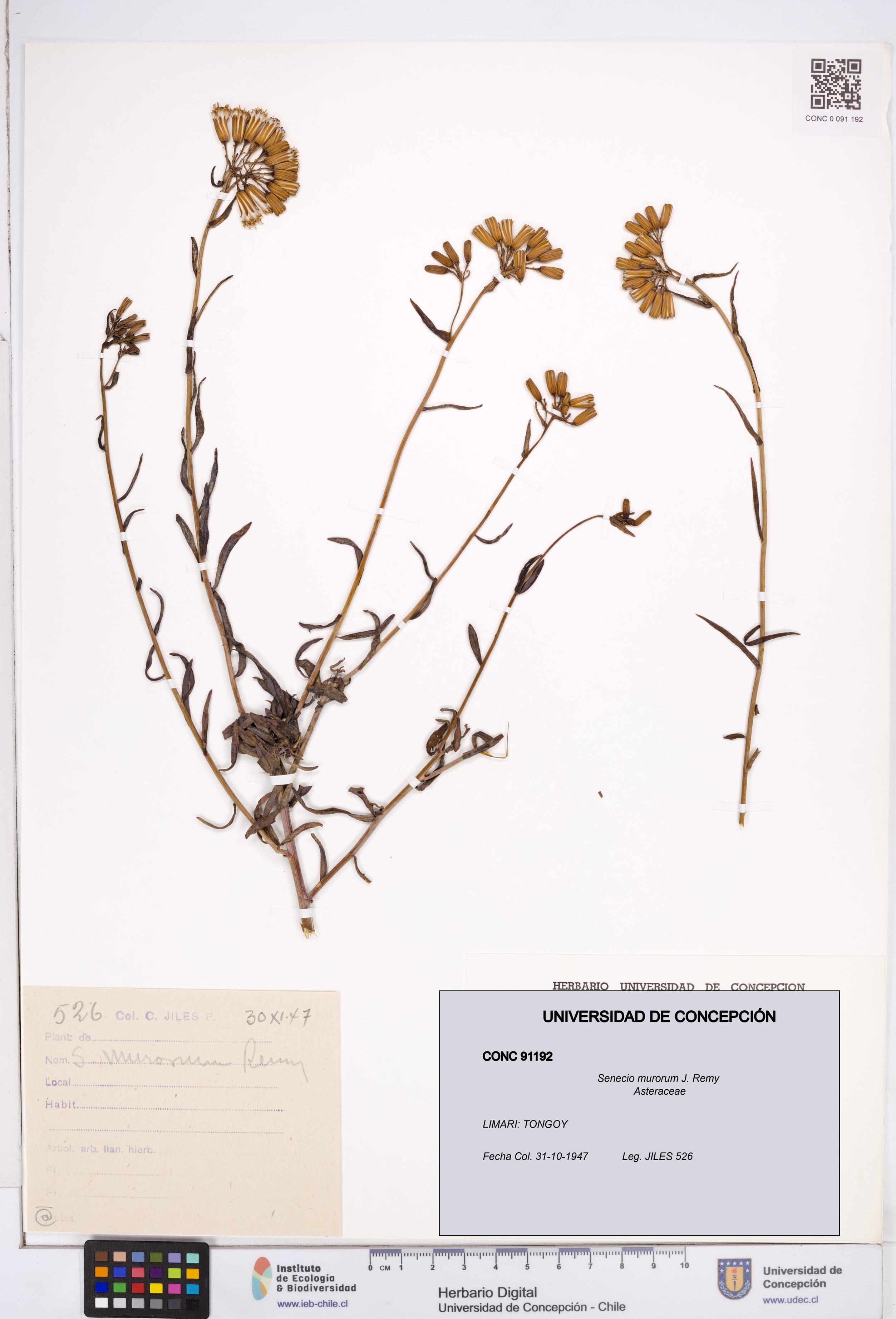 Senecio murorum [Espécimen: ]