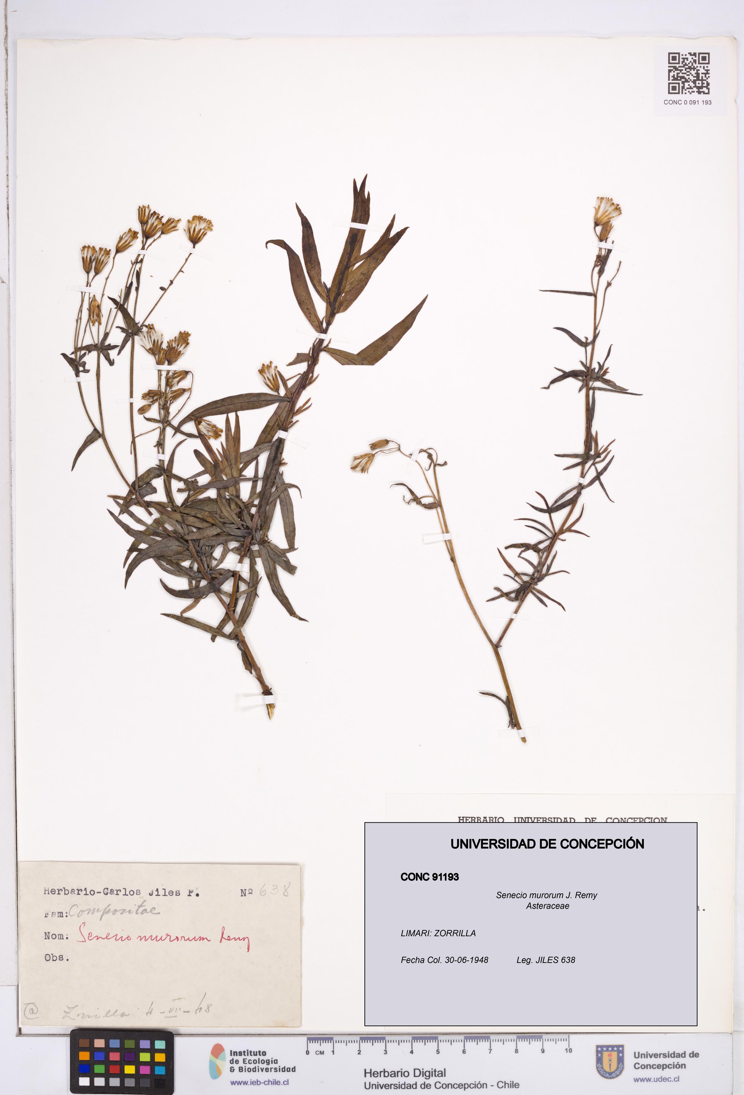 Senecio murorum [Espécimen: ]