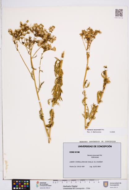 Senecio tocornalii [Espécimen: ]