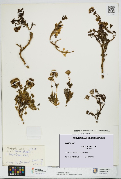 Senecio illapelinus [Espécimen: UDEC:CONC:0091197]