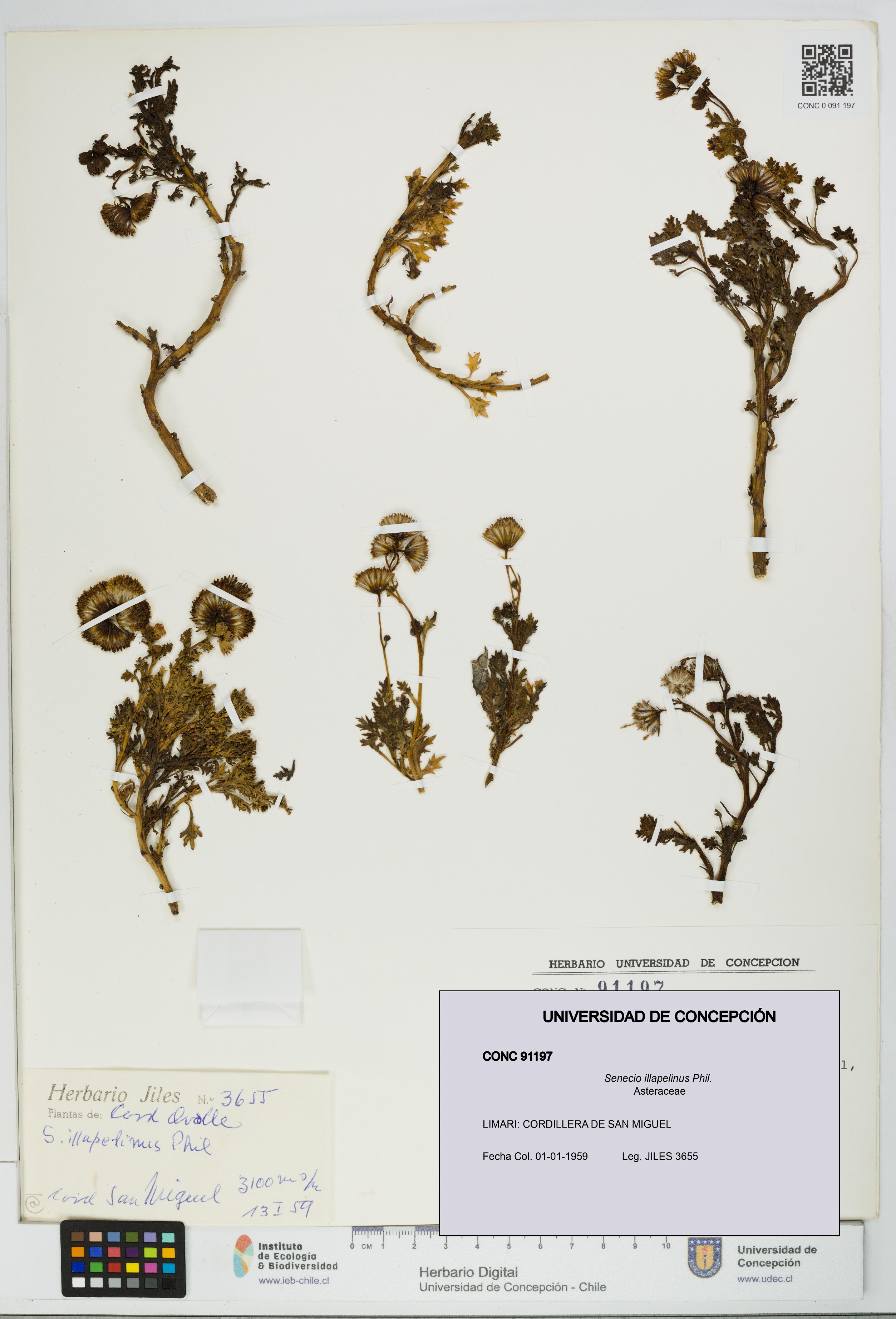 Senecio illapelinus [Espécimen: UDEC:CONC:0091197]