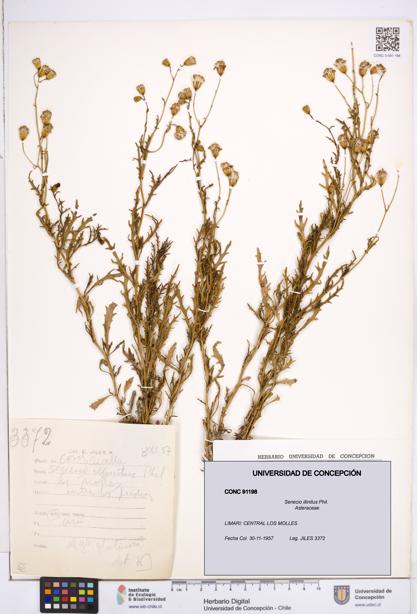 Senecio illinitus [Espécimen: ]