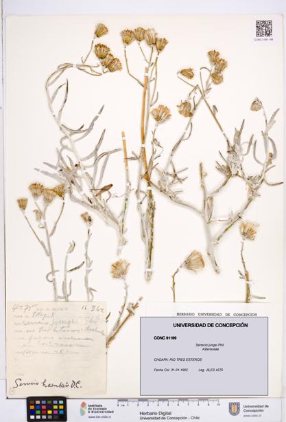Senecio jungei [Espécimen: ]