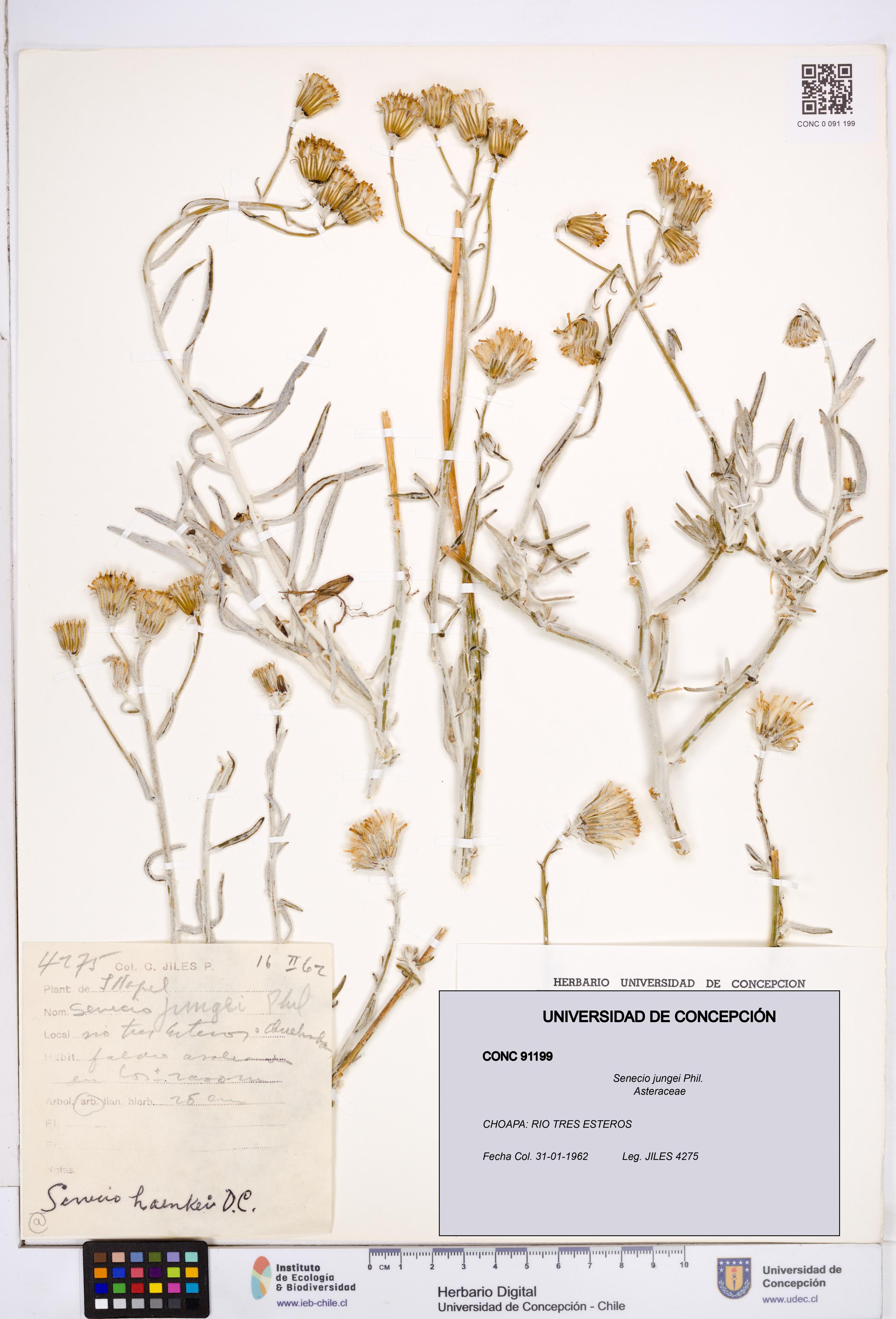 Senecio jungei [Espécimen: ]