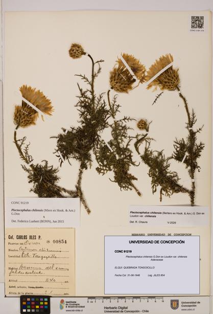 Plectocephalus chilensis [Espécimen: ]