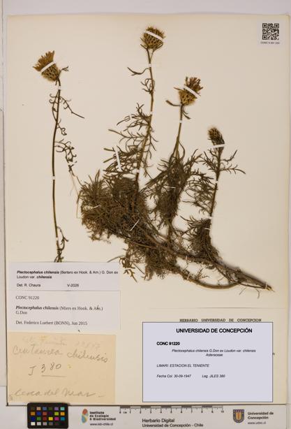 Plectocephalus chilensis [Espécimen: ]