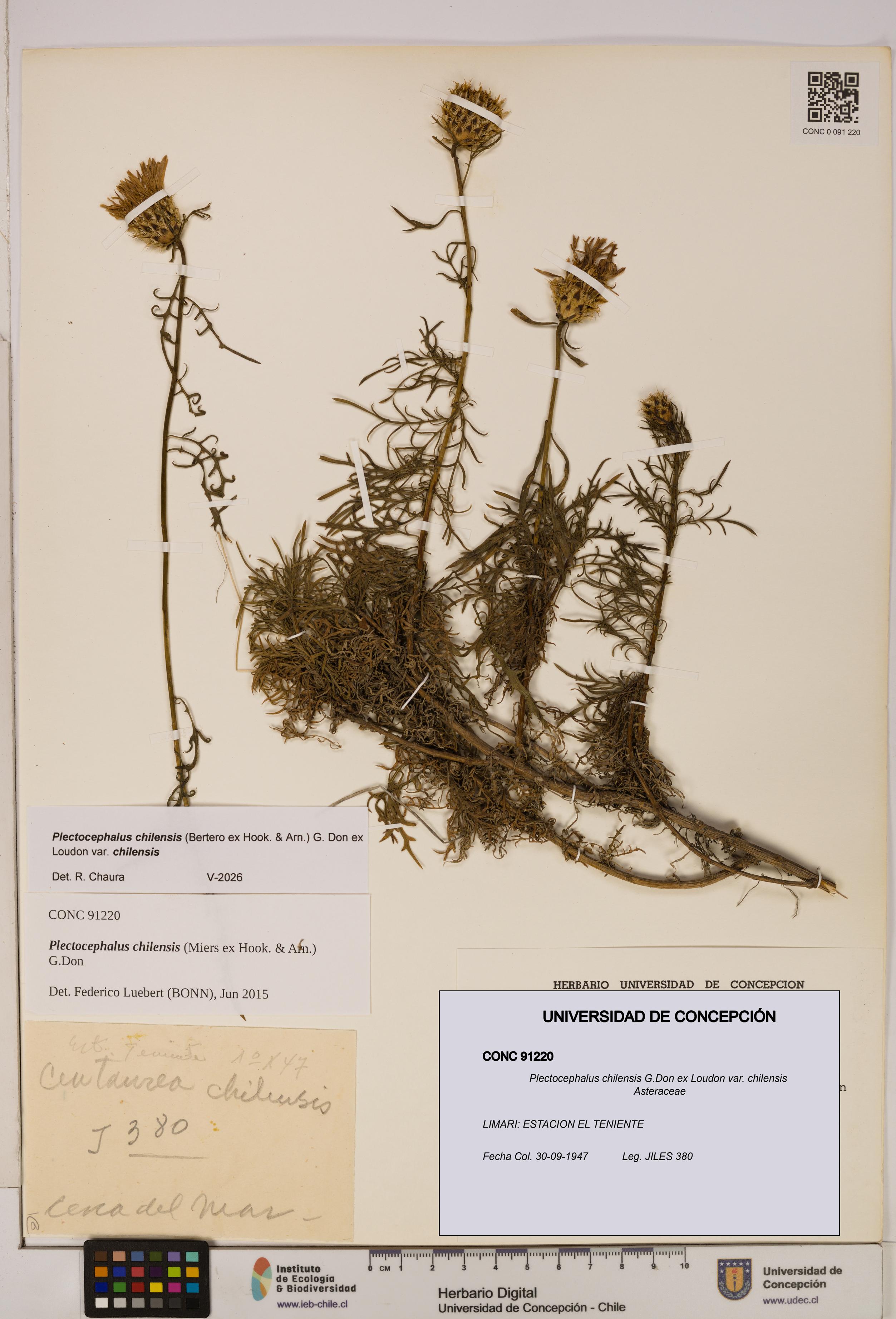 Plectocephalus chilensis [Espécimen: ]