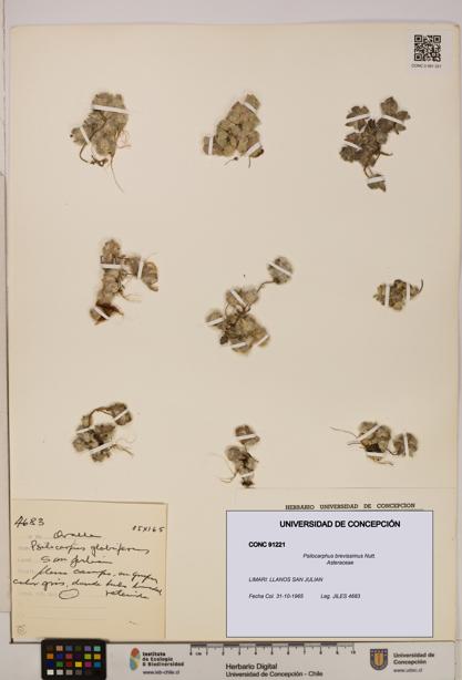 Psilocarphus brevissimus [Espécimen: ]