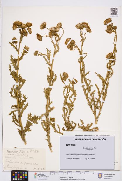 Senecio murinus [Espécimen: ]