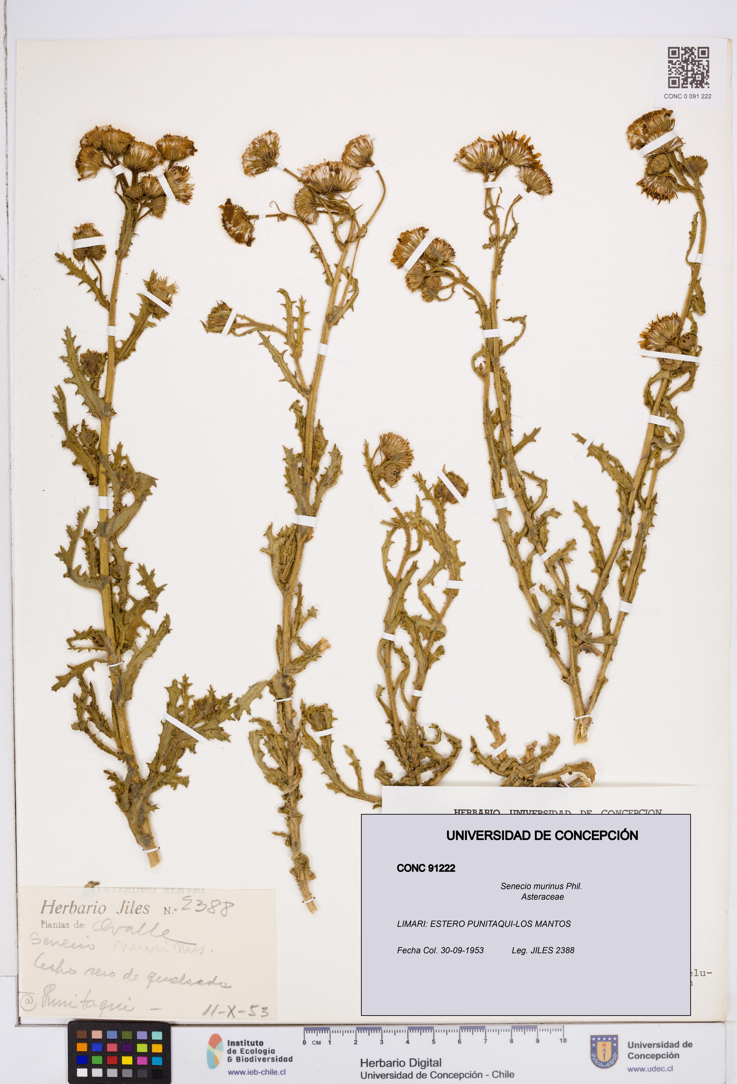 Senecio murinus [Espécimen: ]
