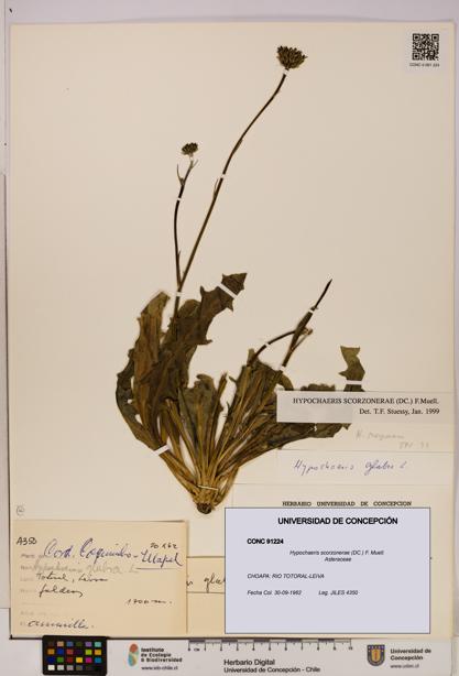 Hypochaeris scorzonerae [Espécimen: UDEC:CONC:0091224]