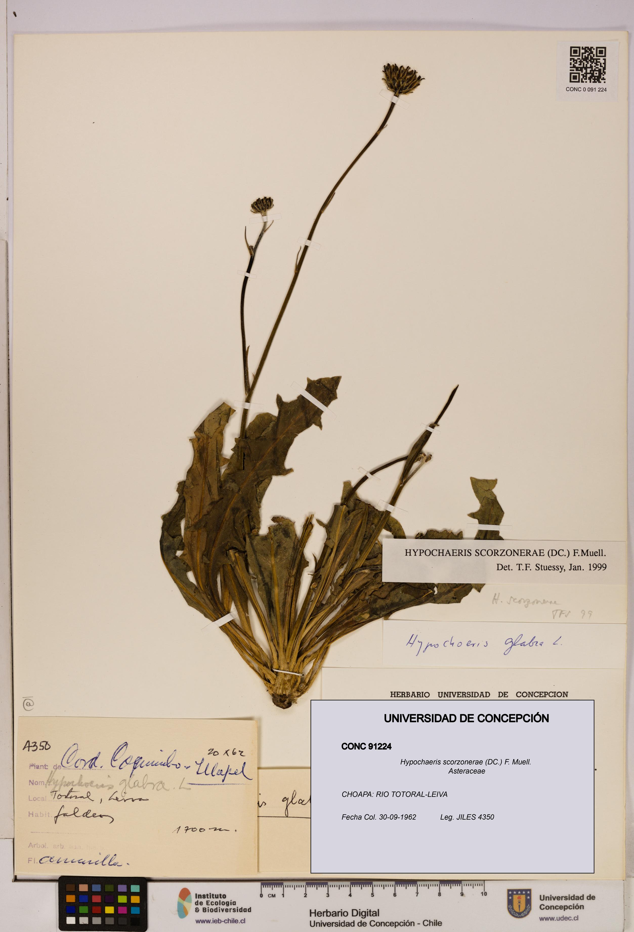 Hypochaeris scorzonerae [Espécimen: UDEC:CONC:0091224]