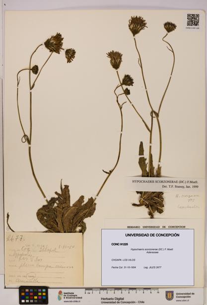 Hypochaeris scorzonerae [Espécimen: UDEC:CONC:0091225]