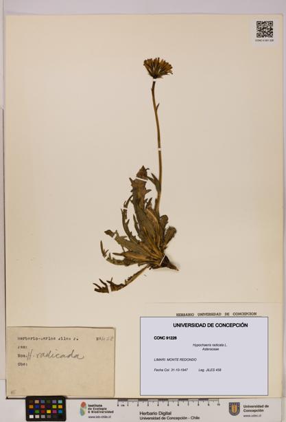 Hypochaeris radicata [Espécimen: UDEC:CONC:0091226]