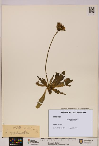 Hypochaeris radicata [Espécimen: UDEC:CONC:0091227]