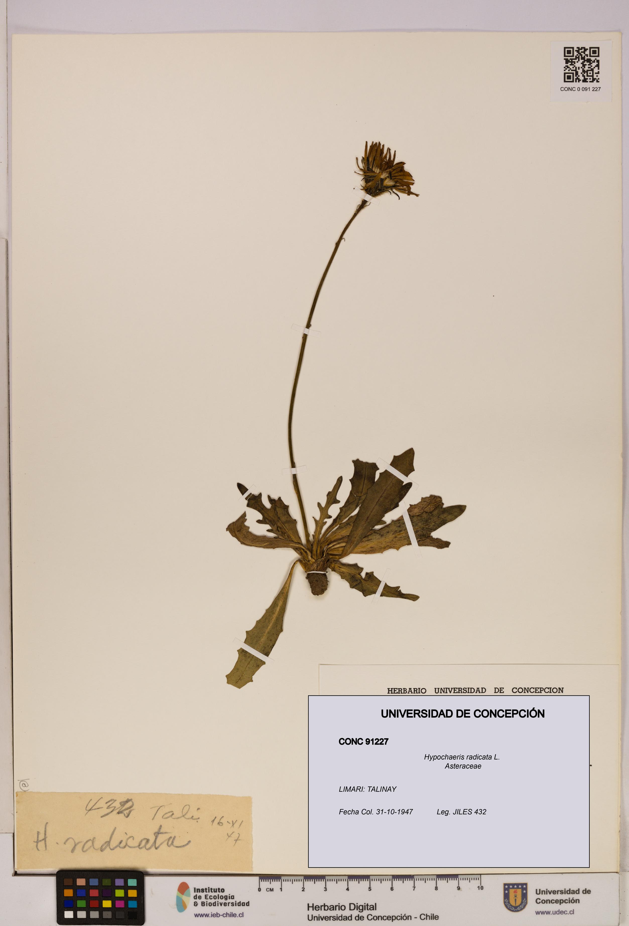 Hypochaeris radicata [Espécimen: UDEC:CONC:0091227]