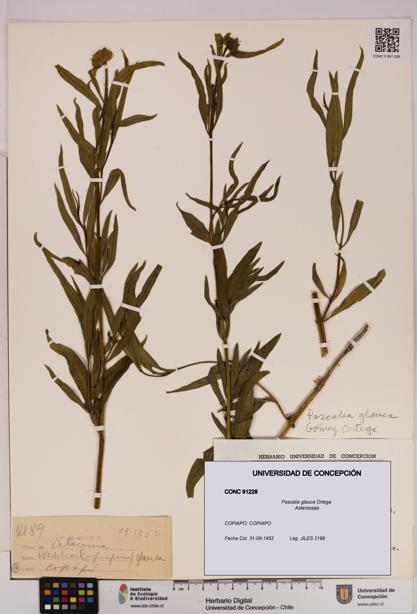 Pascalia glauca [Espécimen: UDEC:CONC:0091228]