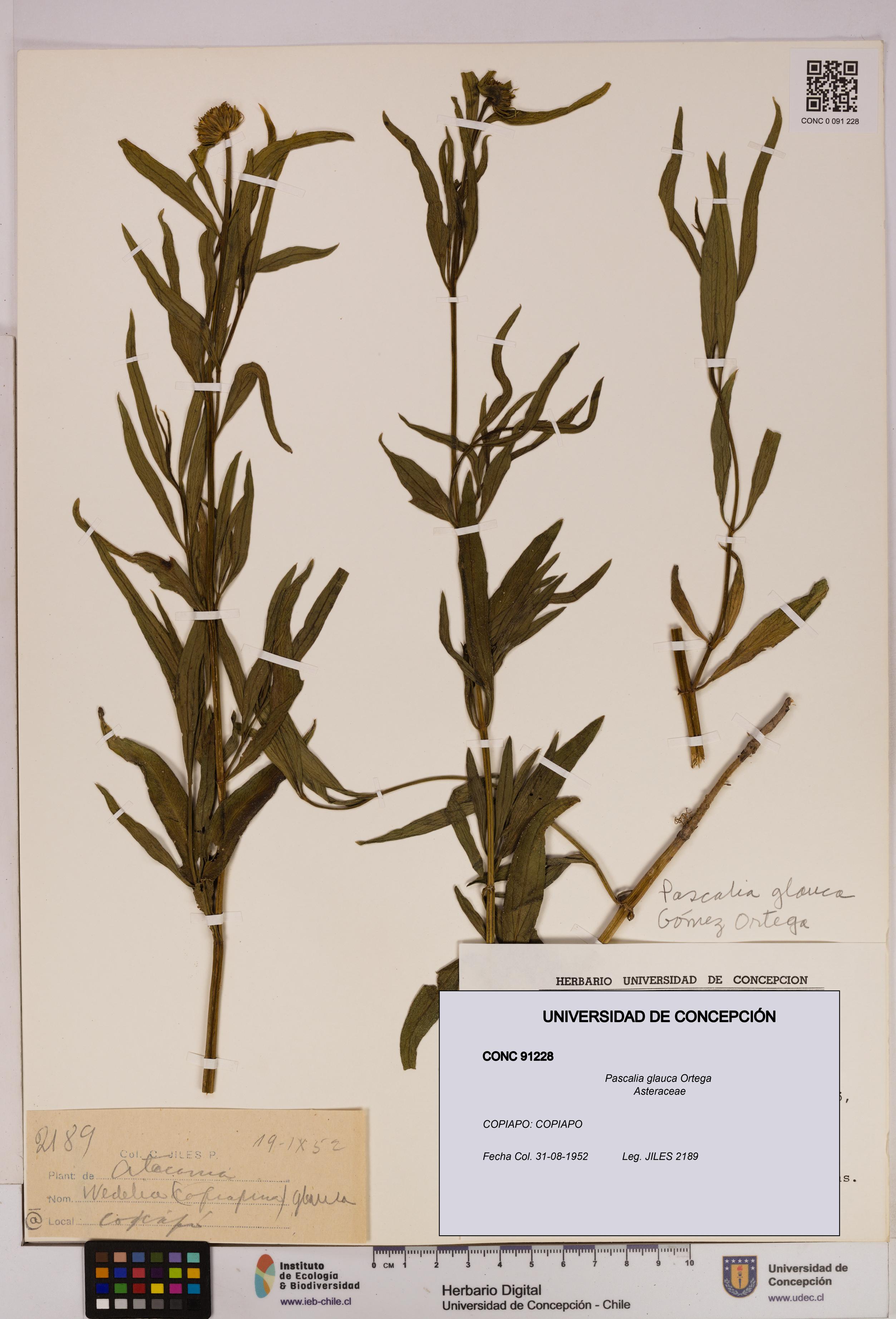 Pascalia glauca [Espécimen: UDEC:CONC:0091228]