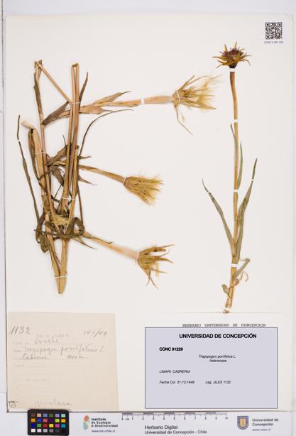 Tragopogon porrifolius [Espécimen: ]