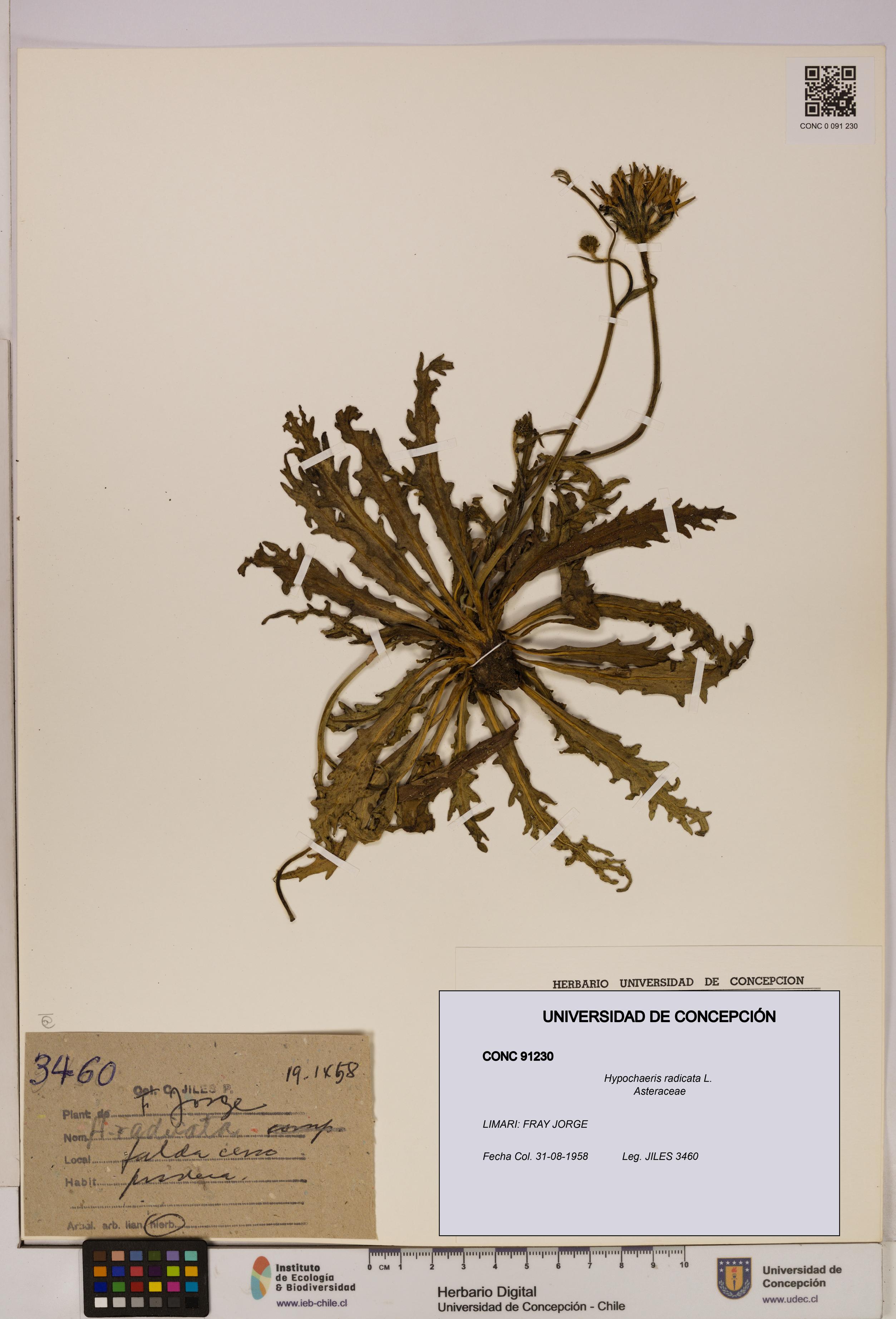 Hypochaeris radicata [Espécimen: UDEC:CONC:0091230]