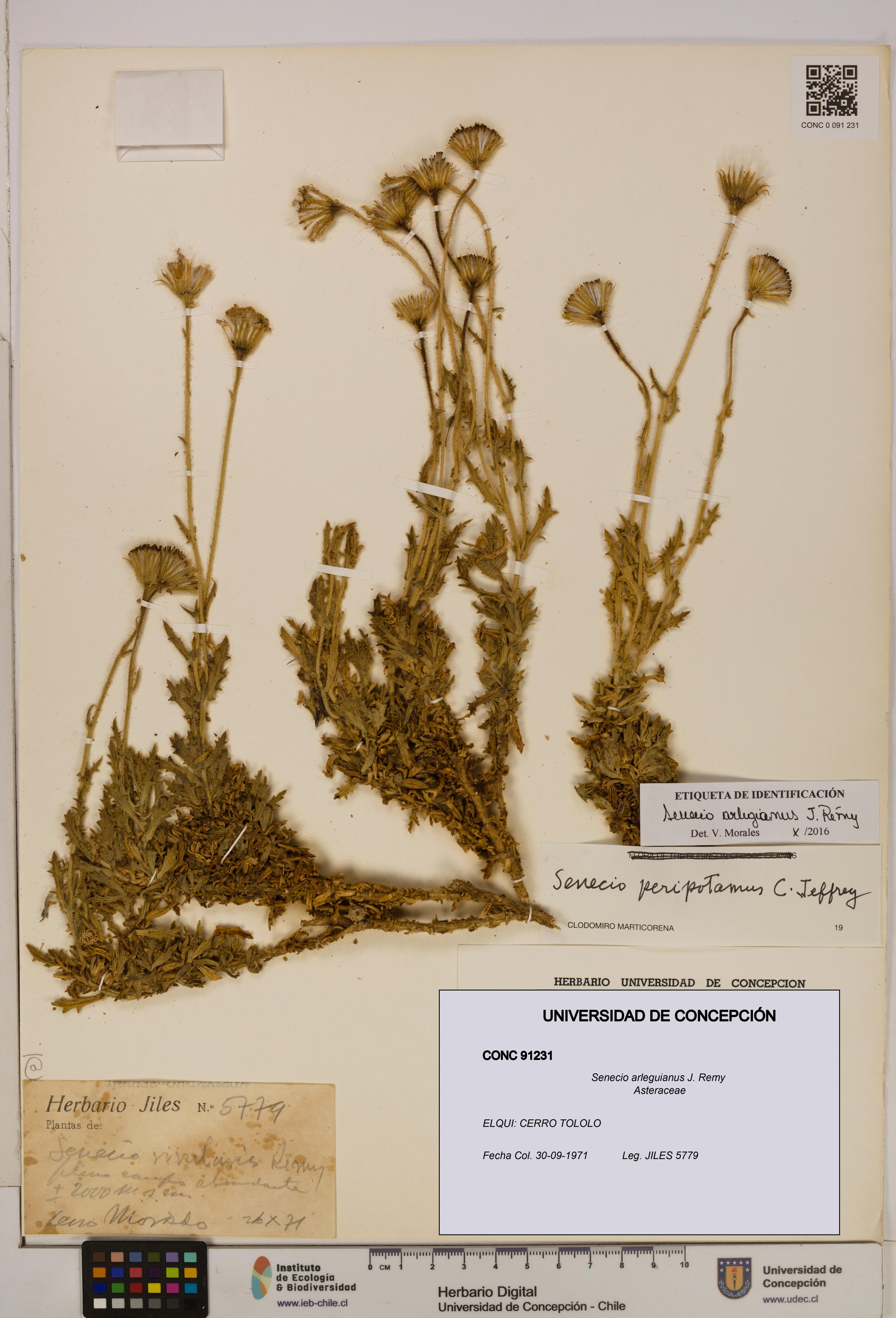 Senecio arleguianus [Espécimen: UDEC:CONC:0091231]