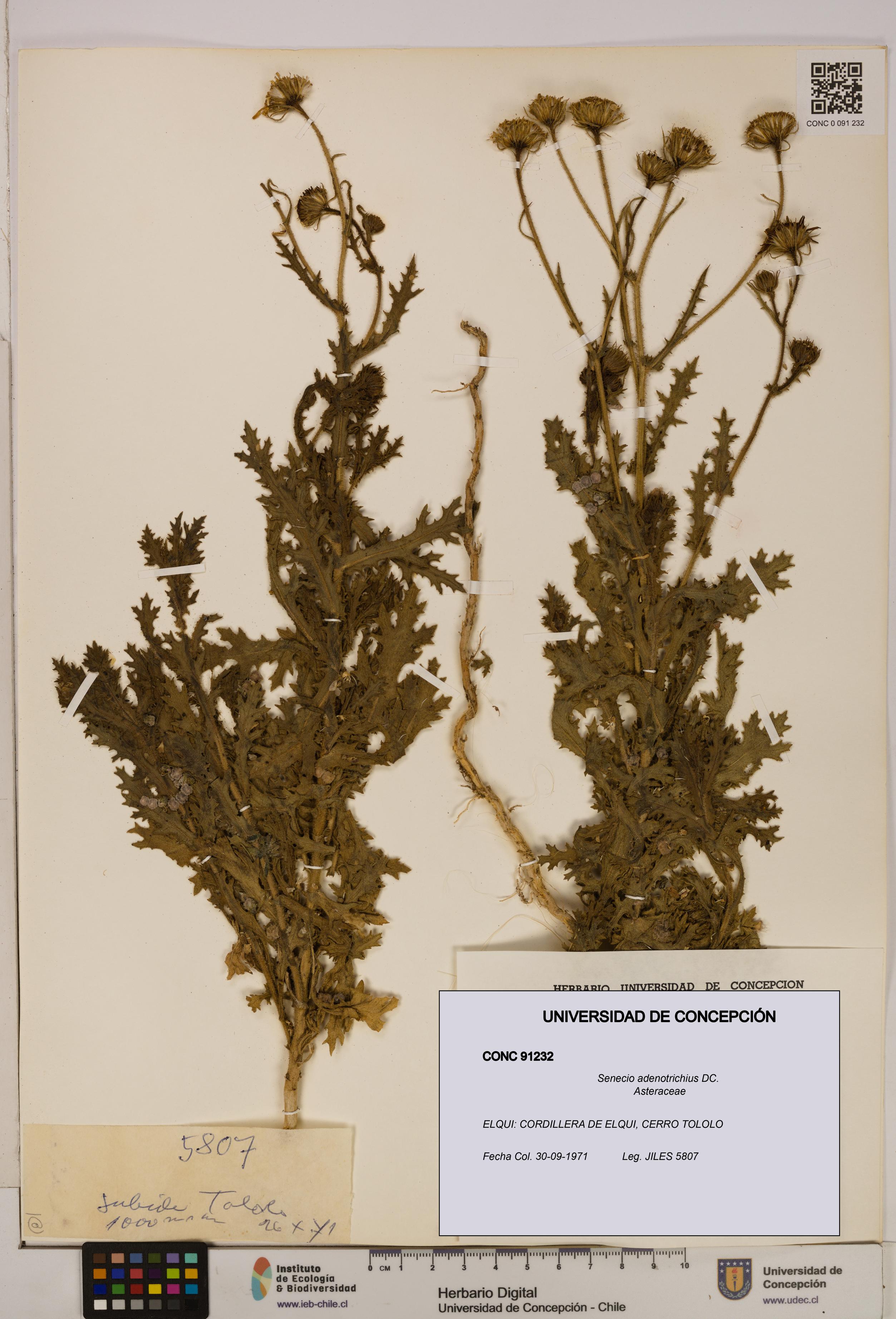Senecio adenotrichius [Espécimen: UDEC:CONC:0091232]
